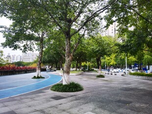 城市中静谧的林荫休闲广场