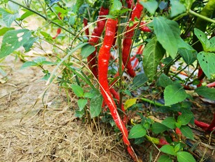 红辣椒写