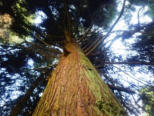 仰望参天巨树