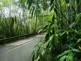竹林下的道路