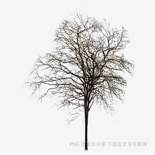 枯树