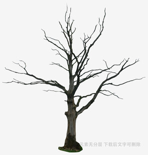 枯树