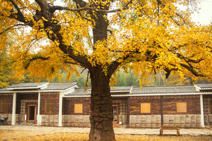 秋日古树下的静谧屋舍