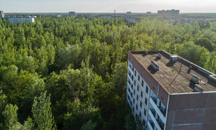 高楼旁葱郁的森林景观