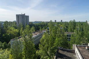 城市中葱郁的绿树景观
