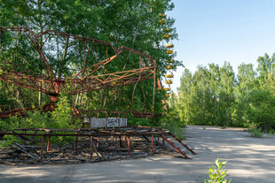 林间小道旁的自然景观