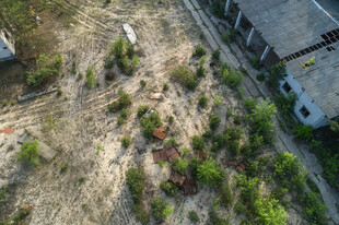 荒地中的零星绿植