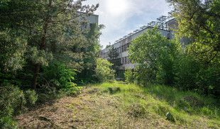 荒废草地旁的繁茂树林