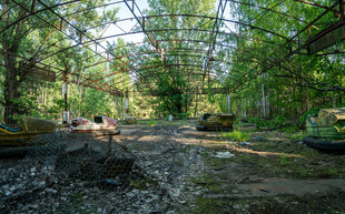 林间泥泞小道绿意盎然