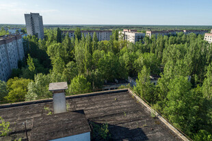 屋顶视角下的绿树与建筑