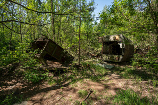 林间废弃小屋的静谧景象