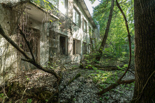 废弃建筑被绿植缠绕景象