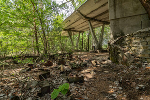 荒废林间小屋杂草丛生