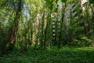 茂密森林绿意盎然的景象