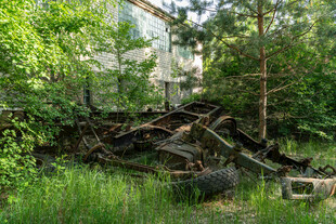 森林中的枯木与繁茂植被