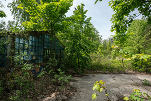 荒废庭院中的绿植景观