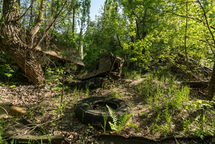 森林中的繁茂植被与倒木