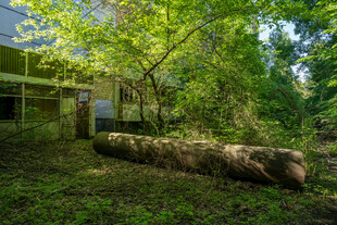 林间废弃建筑与倒地树干