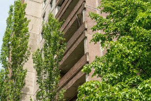 绿植缠绕的老旧建筑墙面