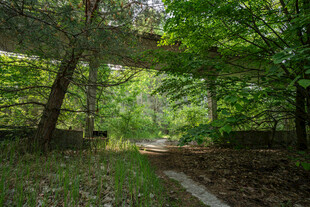 林间小径绿意盎然的自然景