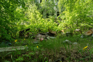 林间静谧小水塘