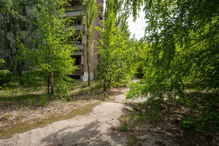 林间小径隐于葱郁绿意中