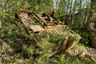 废弃木梯隐于林间草丛