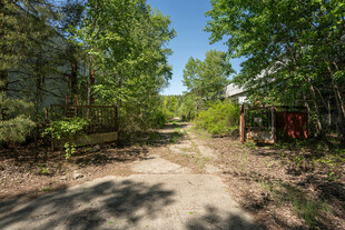 林间小道静谧自然之景