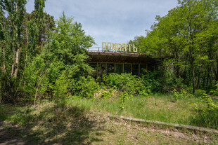 荒废树林中的废弃桥梁