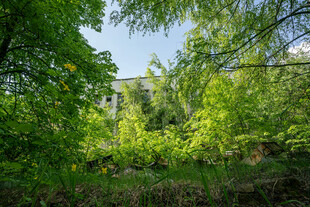 绿意盎然的森林景观