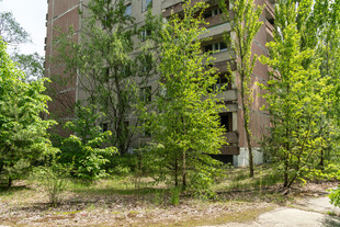 废弃建筑旁的葱郁绿树