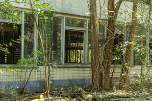 废弃房屋被绿植环绕