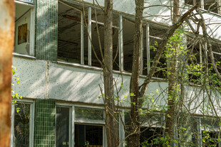 废弃建筑中的自然入侵景象