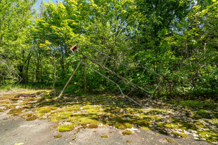 林间苔藓覆盖的静谧小道