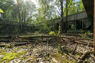 废弃丛林中的残旧建筑