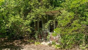 被绿植环绕的废弃小屋