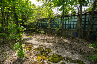 废弃林间小屋的静谧景象