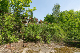 河边繁茂绿植景观