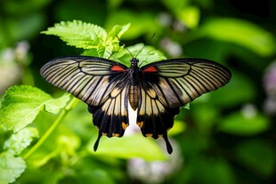 彩蝶停驻绿叶间