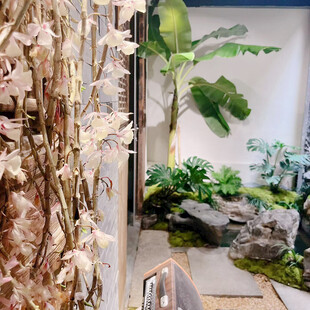 芭蕉树