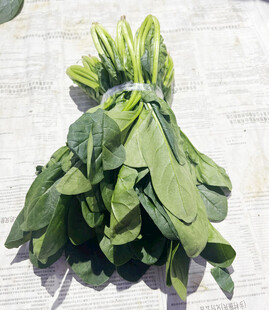 菠菜