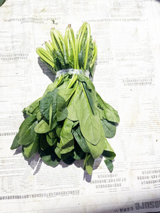 菠菜