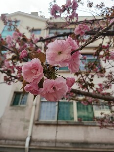 窗前绽放的粉嫩樱花