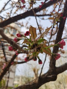 枝头绽放的粉嫩花朵