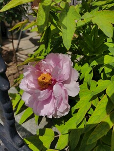娇艳绽放的粉色木槿花