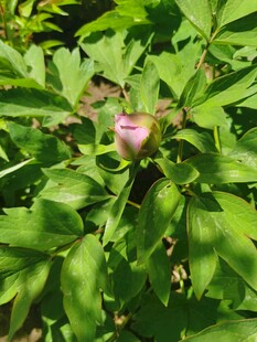 绿叶丛中的娇艳花朵