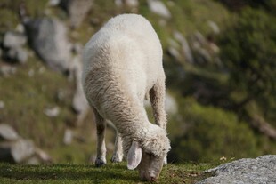 草原上低头吃草的绵羊