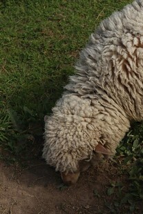 卷毛狗嗅闻地面