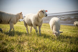 草原上的几只可爱绵羊