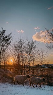 雪地夕阳下的羊群漫步
